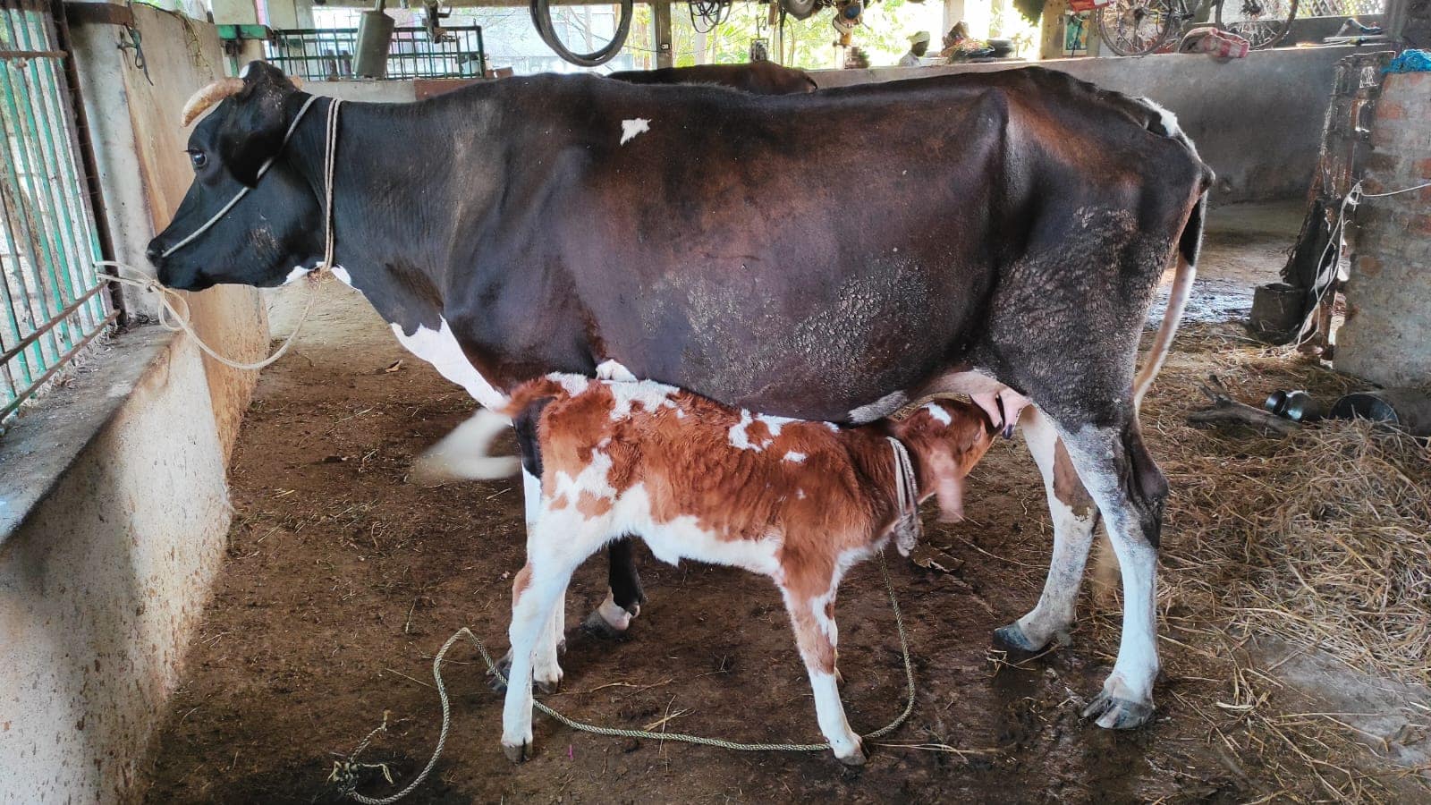 Interacting with farm animals