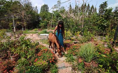 Animal-&-Rustic-Farm-Shoots-vaksana-farm