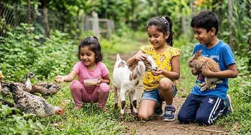 _Caring and grooming the farm animals