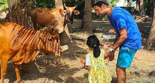 Feeding-cows,-goats,-horses-and-camels