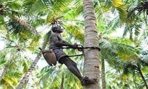 Climbing-Coconut-Trees