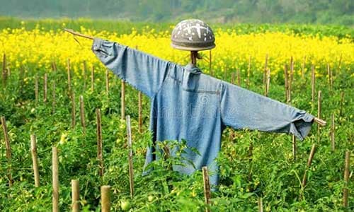 Scarecrow-Making