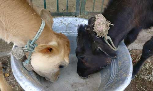 Feeding-Farm-Animals