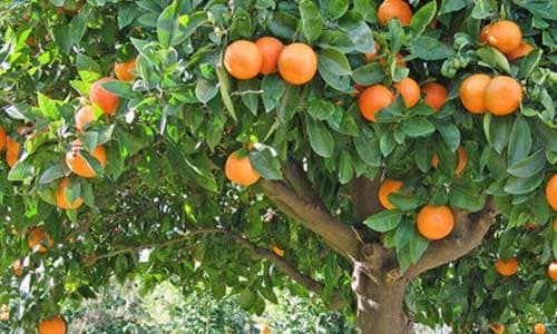 Fruit-Forest-and-Biodiversity-Trails