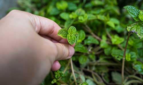 Identifying-Edible-Weeds