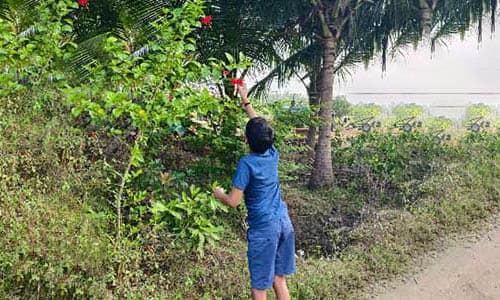 Identifying-the-Name-of-Trees-and-Plants