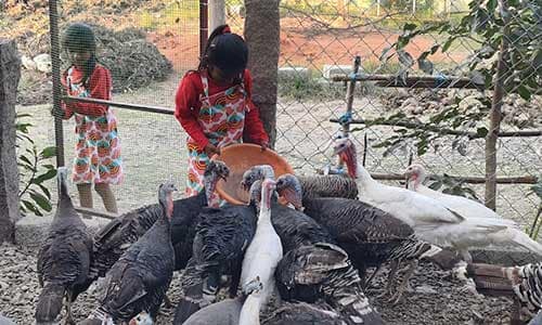 vaksana-farm-animals-with-school-student