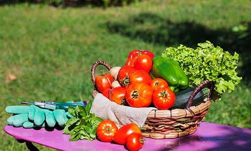 We-Take-Care,-You-Take-the-Credit-vaksana-farm