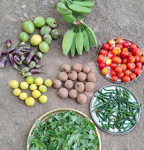 Harvesting-Vegetables