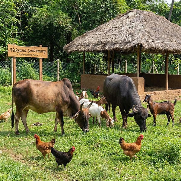 A Permanent Home for Animals