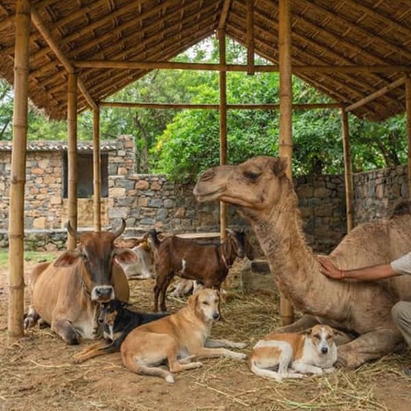 Our Animals & Species